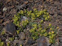 Cruciata taurica 6, Saxifraga-Ed Stikvoort