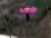 Crupina crupinastrum