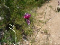 Crupina vulgaris