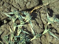 Crypsis aculeata
