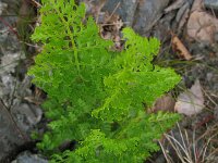 Cryptogramma crispa 10, Gekroesde rolvaren, Saxifraga-Rutger Barendse