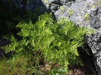 Cryptogramma crispa 17, Gekroesde rolvaren, Saxifraga-Jeroen Willemsen