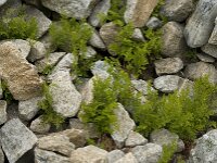 Cryptogramma crispa 6, Gekroesde rolvaren, Saxifraga-Willem van Kruijsbergen