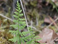 Cryptogramma crispa 7, Gekroesde rolvaren, Saxifraga-Rutger Barendse