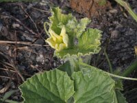 Cucumis melo