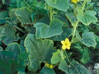 Cucumis sativus, Garden Cucumber