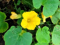 Cucurbita maxima