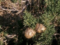 Cupressus macrocarpa