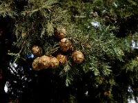 Cupressus sempervirens 10, Saxifraga-Ed Stikvoort