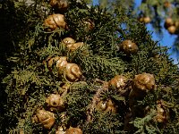 Cupressus sempervirens 11, Saxifraga-Ed Stikvoort
