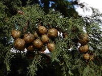 Cupressus sempervirens 9, Saxifraga-Ed Stikvoort
