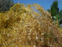 Cuscuta approximata