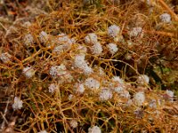Cuscuta approximata 12, Saxifraga-Ed Stikvoort