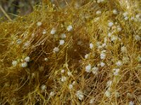 Cuscuta approximata 2, Saxifraga-Ed Stikvoort