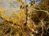 Cuscuta approximata 6, Saxifraga-Ed Stikvoort