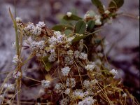 Cuscuta campestris, Field Dodder