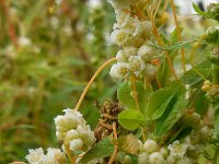 Cuscuta campestris 16, Veldwarkruid, Saxifraga-Ed Stikvoort