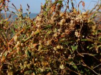 Cuscuta campestris 21, Veldwarkruid, Saxifraga-Ed Stikvoort