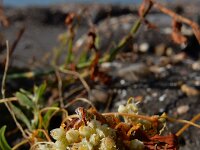 Cuscuta campestris 23, Veldwarkruid, Saxifraga-Ed Stikvoort