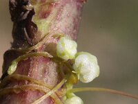 Cuscuta epilinum