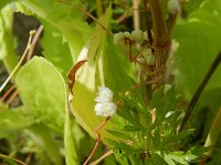 Cuscuta epilinum 2, Vlaswarkruid, Saxifraga-Rutger Barendse