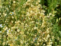 Cuscuta epilinum 5, Vlaswarkruid, Saxifraga-Sonja Bouwman  952. Vlaswarkruid - Cuscuta epilinum - Convolvulaceae familie (i)