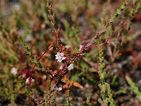 Cuscuta epithymum, Dodder