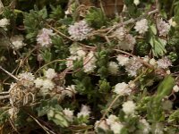 Cuscuta epithymum 10, Klein warkruid, Saxifraga-Jan van der Straaten