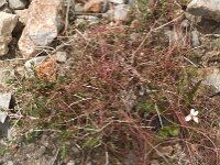 Cuscuta epithymum 12, Klein warkruid, Saxifraga-Jan van der Straaten