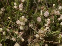 Cuscuta epithymum 13, Klein warkruid, Saxifraga-Willem van Kruijsbergen