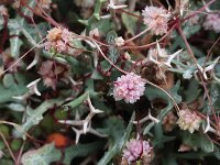 Cuscuta epithymum 14, Klein warkruid, Saxifraga-Rutger Barendse