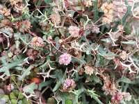Cuscuta epithymum 15, Klein warkruid, Saxifraga-Rutger Barendse