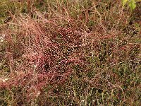 Cuscuta epithymum 16, Klein warkruid, Saxifraga-Bas Klaver