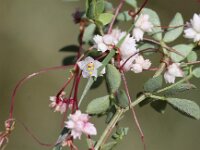 Cuscuta epithymum 17, Klein warkruid, Saxifraga-Peter Meininger