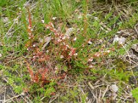 Cuscuta epithymum 18, Klein warkruid, Saxifraga-Rutger Barendse
