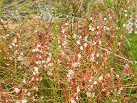 Cuscuta epithymum 19, Klein warkruid, Saxifraga-Rutger Barendse