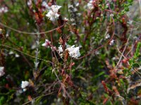 Cuscuta epithymum 20, Klein warkruid, Saxifraga-Rutger Barendse