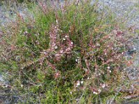 Cuscuta epithymum 21, Klein warkruid, Saxifraga-Rutger Barendse