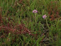 Cuscuta epithymum 22, Klein warkruid, Saxifraga-Hans Boll