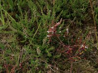 Cuscuta epithymum 23, Klein warkruid, Saxifraga-Hans Boll