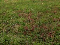 Cuscuta epithymum 24, Klein warkruid, Saxifraga-Hans Boll