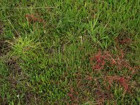 Cuscuta epithymum 25, Klein warkruid, Saxifraga-Hans Boll