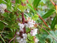 Cuscuta epithymum 27, Klein warkruid, Saxifraga-Rutger Barendse
