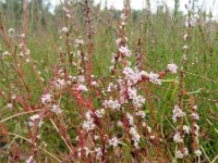 Cuscuta epithymum 28, Klein warkruid, Saxifraga-Mark Zekhuis
