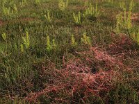 Cuscuta epithymum 29, Klein warkruid, Saxifraga-Hans Boll