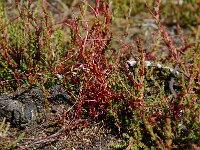 Cuscuta epithymum 3, Klein warkruid, Saxifraga-Willem van Kruijsbergen
