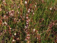 Cuscuta epithymum 31, Klein warkruid, Saxifraga-Hans Boll