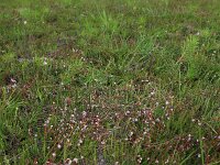 Cuscuta epithymum 32, Klein warkruid, Saxifraga-Hans Boll