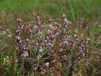 Cuscuta epithymum 33, Klein warkruid, Saxifraga-Hans Boll