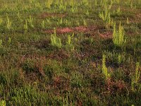 Cuscuta epithymum 35, Klein warkruid, Saxifraga-Hans Boll